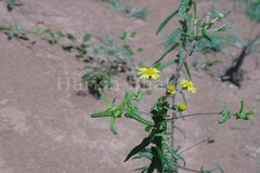 Pentanema indicum